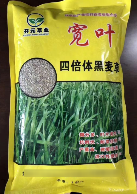 寬葉一年生四倍體黑麥草--耐低溫生長，秋冬非常優(yōu)質(zhì)的牧草